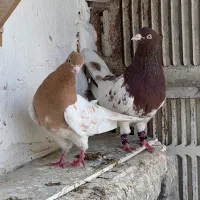 یک جفت سرخ و زرد عطیقه