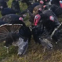 بوقلمون طبیعی ارشق