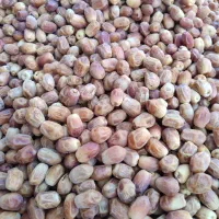 قصب|خوردنی و آشامیدنی|ارم, |دیوار