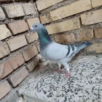 ۹ کبوتر پلاکی مسافتی نسل قهرمان ارومیه قیمت سری۸۰۰