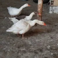 غاز خروس لاری