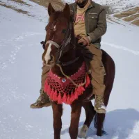 اسب فروشی|اسب و تجهیزات اسب‌سواری|شاهین دژ, |دیوار