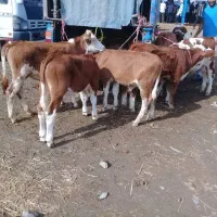 مرکز فروش دام|حیوانات مزرعه|بندر ترکمن, |دیوار