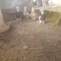 کفتر|پرنده|سیرجان, |دیوار