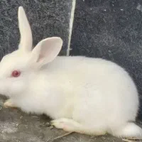 خرگوش سفید