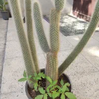 کاکتوس|گل و گیاه طبیعی|ملارد, |دیوار