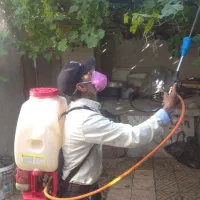 سمپاشی باغبانی سم پاشی گل درخت در تمام نقاط