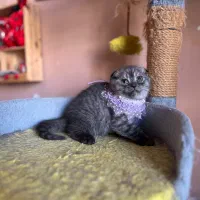 گربه های اصیل|گربه|شیراز, انجیره|دیوار