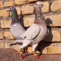 کفتر سار هفترنگ لیمویی آلمانی زرد سبز کاریر|پرنده|مشهد, شهید معقول|دیوار