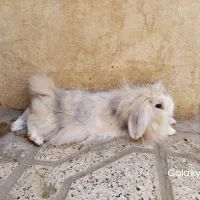 خرگوش لپ فوق پشمالو