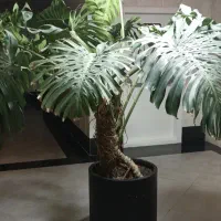 خدمات لوکس گیاه وگل( ولنجک سعادت آباد شهرک غرب)