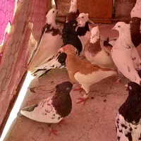 کبوتر|پرنده|رباط‌کریم, الارد|دیوار