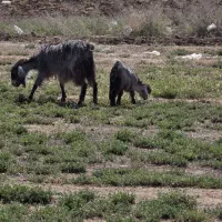 ۱ بز کبود با بزغاله