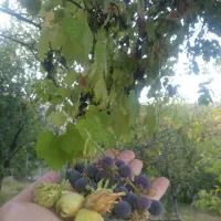 فروش-زمین-با-سند-ثبتی
