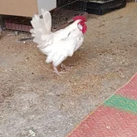 خروس مینیاتوری