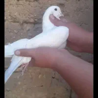 کبوتر پرشی