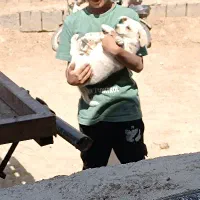 پاکوتا|سگ|میاندوآب, |دیوار