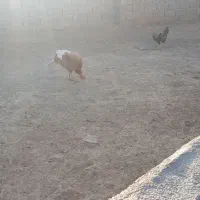 بقلمو ماده|حیوانات مزرعه|انبارآلوم, |دیوار