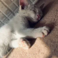 واگذاری گربه