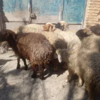 گوسفندعراقی اصل