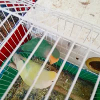 طوطی برزیلی