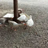 غاز|حیوانات مزرعه|گنبد کاووس, |دیوار