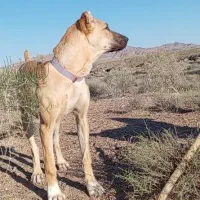 طوله ماده سرابی خط خونی بالاشکم پر
