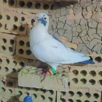 گرفتنی روستا