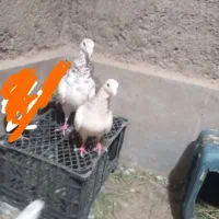 کفتر و خروس فروشی فروشی سربیشه