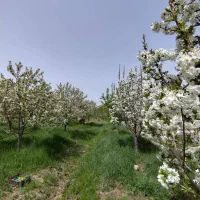 فروش باغ در ایوند