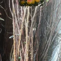 نـهال فروشـی کـریمـی|خدمات باغبانی و درختکاری|بیضا, |دیوار