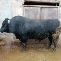 گاوگوساله نر کشتاری درجه یک