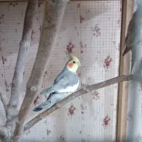 عروس هلندی با قفس چوبی