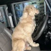 مژدگانی ۱۰میلیونی گمشده|حیوانات|اصفهان, جوزدان الیادران|دیوار