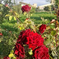 سرایدار و نگهبان