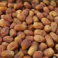 خرمایی زاهدی