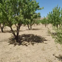 باغ-بادام-محمد-اباد-طباطبایی