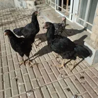 مرغ لاری با سه تا جوجه|حیوانات مزرعه|نقده, |دیوار