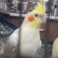 عروس هلندی نر مست