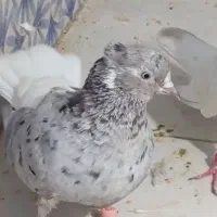 شلنگاباد کوی علوی