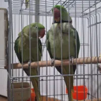 شاه طوطی مولد با جوجه