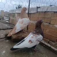 کبوتر دورنگ سینه دم سرخ و زرد همدانی عتیقه کمیاب