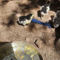 تخم مرغ گلین وجوجه