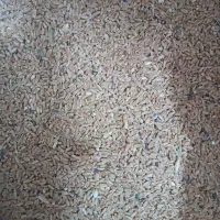 گندم مخصوص کبوتر و مرغ