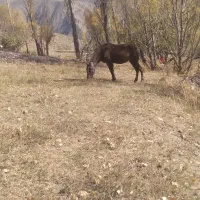 اسب مادیان نژاد کاسپین ۷به ۸