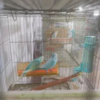 مرغ عشق اسپانگل رینبو با تخم|پرنده|فولادشهر, بوستان خلیج فارس|دیوار