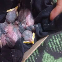 جوجه مرغ مینا