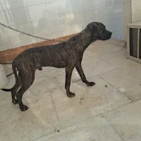 سگ پیتپول واگزاری|سگ|آبادان, |دیوار