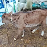 گوساله|حیوانات مزرعه|سنگر, |دیوار