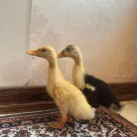 فروش دو عدد اردک ۳ماهه